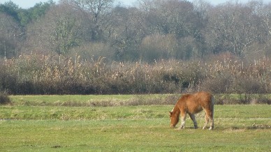 chevaux